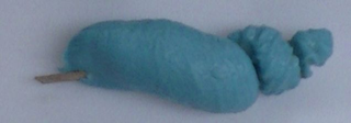Illustration for article titled Así de extraña es la forma de la vagina de un delfín
